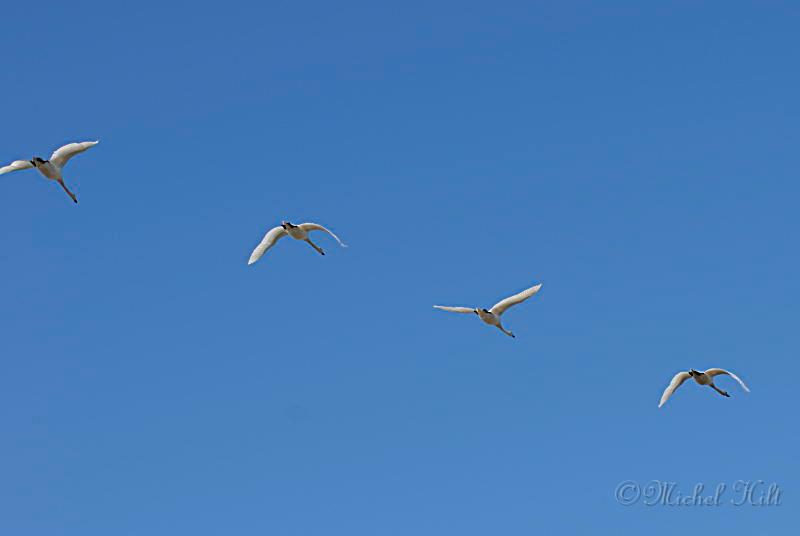 17-MH01495-des cygnes chanteurs_01.JPG
